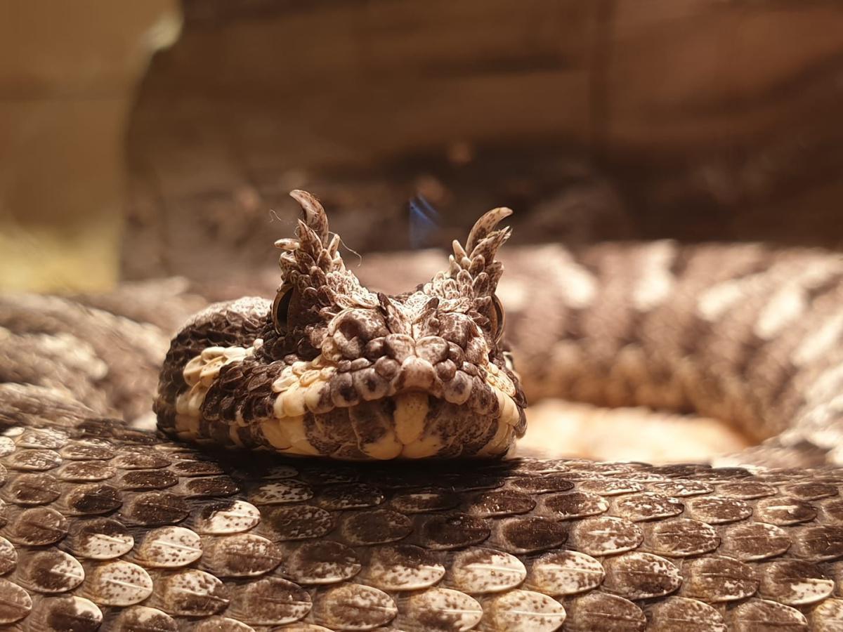 Living Desert Snake Park