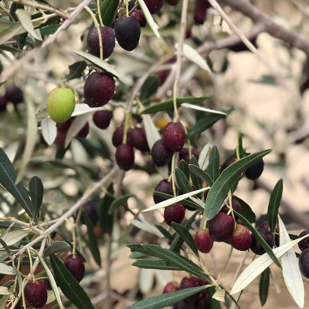 Salty Jackal Backpackers & Surf Camp Salty Jackal Backpackers & Surf Camp