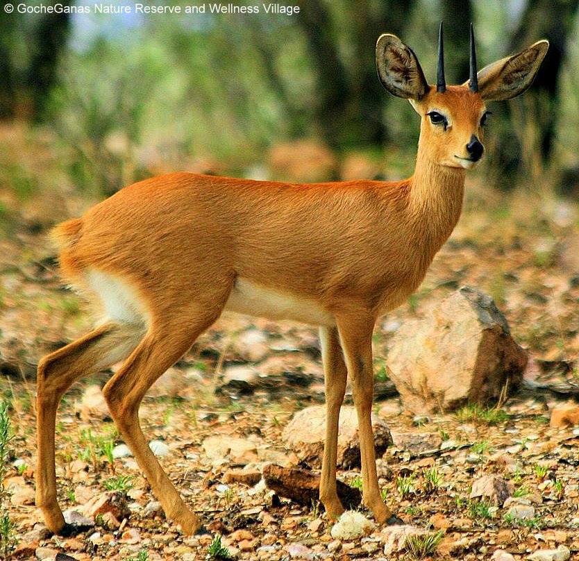 Goche Ganas Private Wildlife Reserve & Spa Goche Ganas Private Wildlife Reserve & Spa