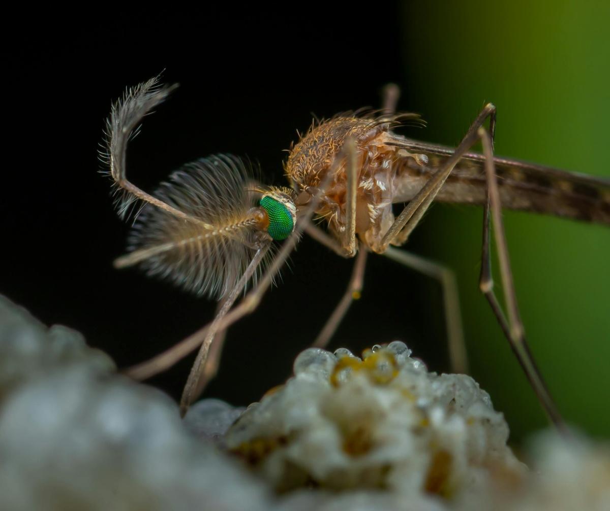 Dangerous Mosquito