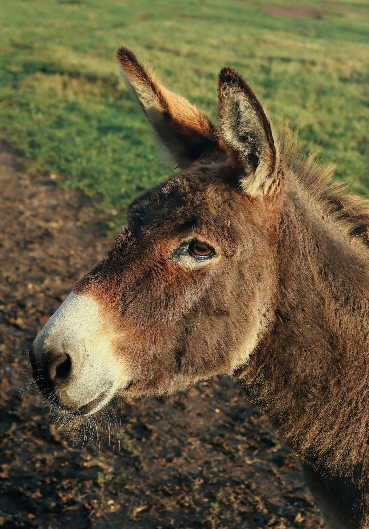 Asinerie de Varennes Asinerie de Varennes