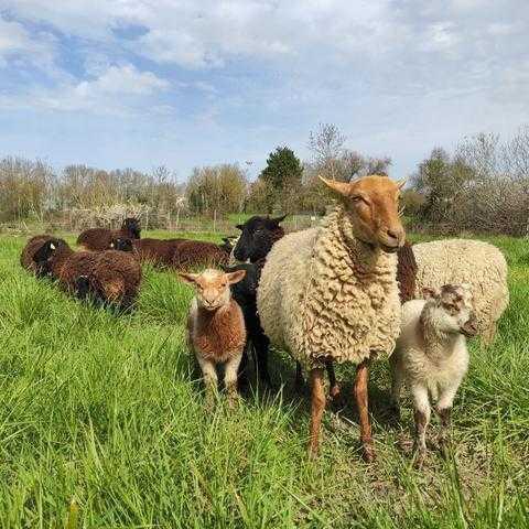 Macadam Mouton Macadam Mouton