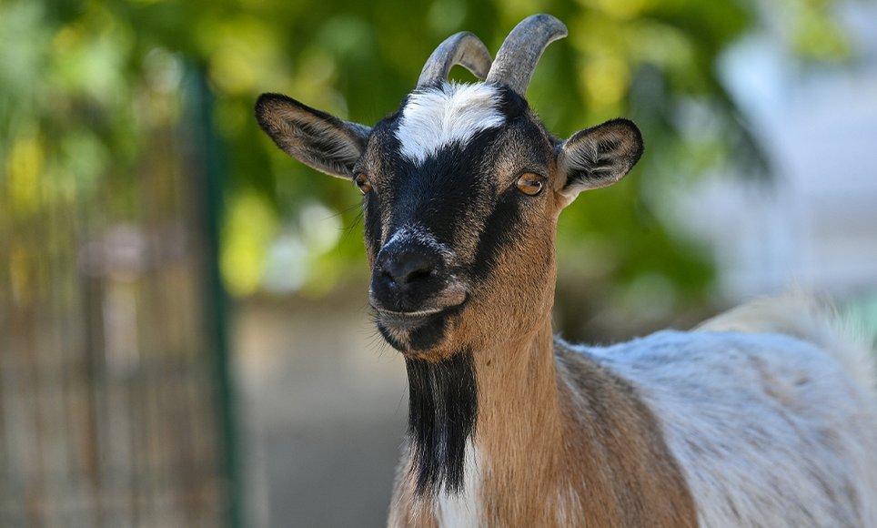 Parc animalier - Charles Edouard Beltremieux Parc animalier - Charles Edouard Beltremieux
