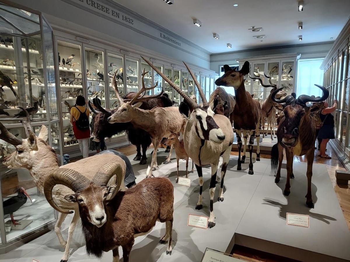 Muséum d'Histoire Naturelle Muséum d'Histoire Naturelle