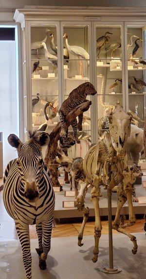 Les secrets des animaux du Muséum