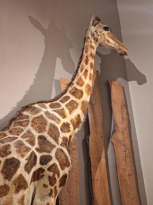 Zarafa, star du Muséum