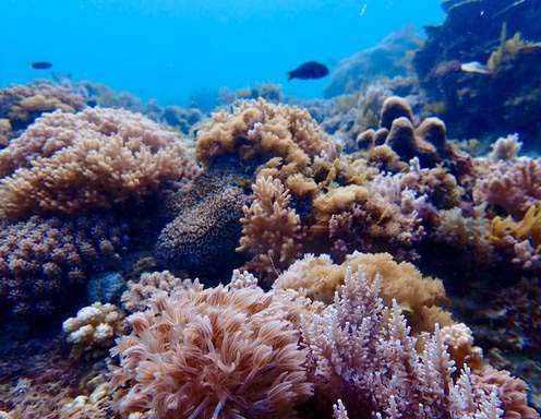 Snorkeling at Pungume Sandbank ▶️ $55pp