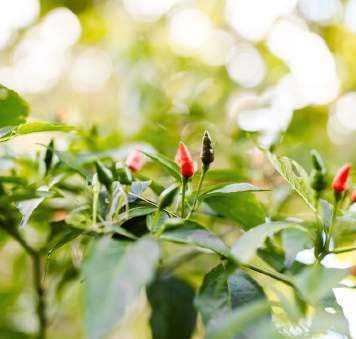 Spice Plantation Walk ▶️ from $25pp