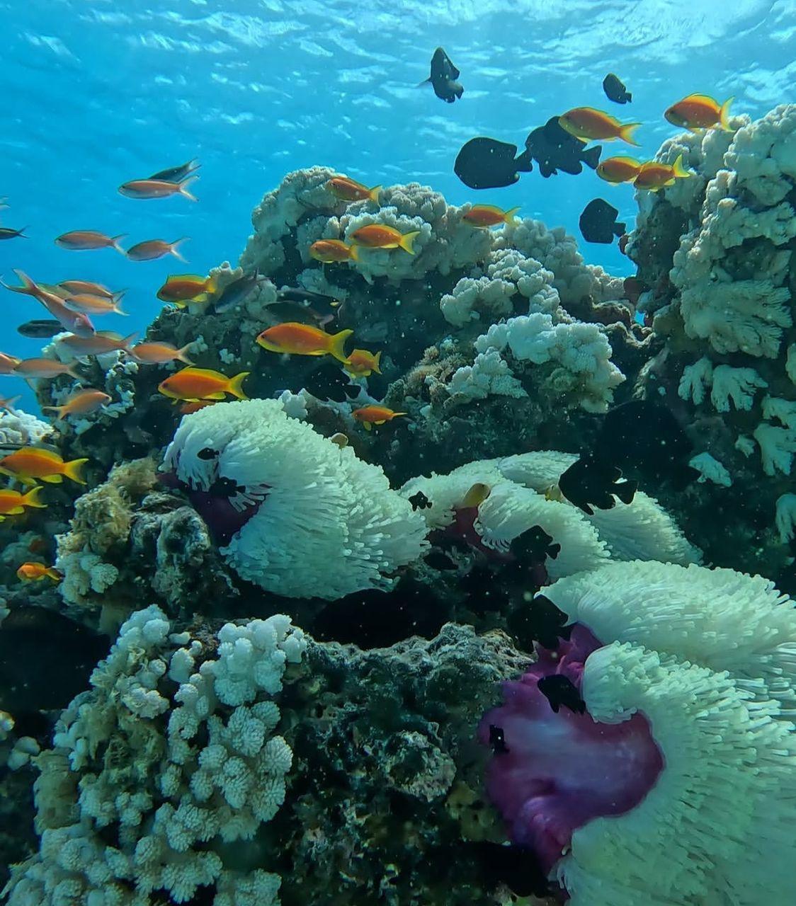 Snorkeling Tumbatu Island ▶️ $65