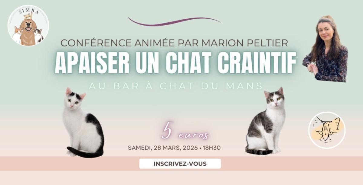 Conférence : "Apaiser un chat craintif" au Bar à chat 