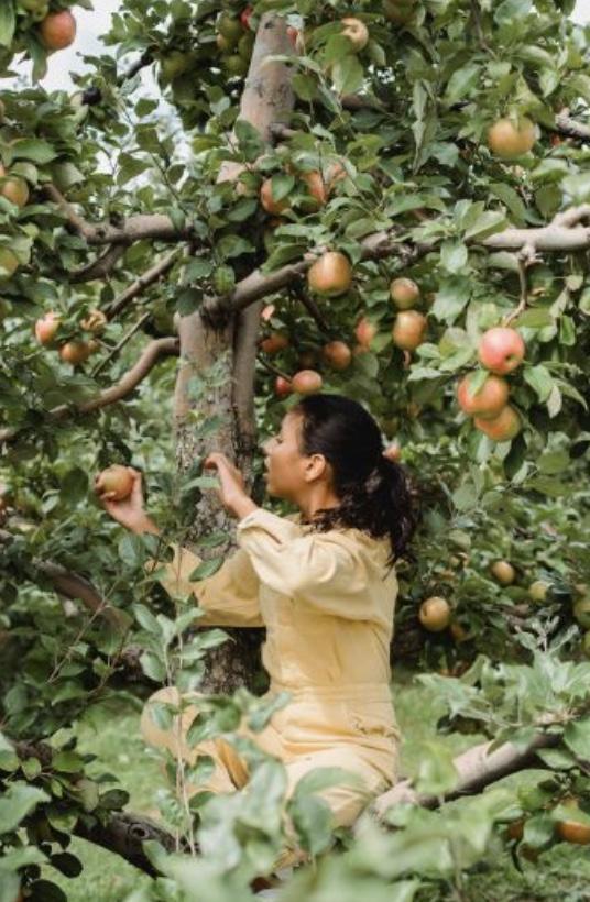 Des arbres et des oiseaux 