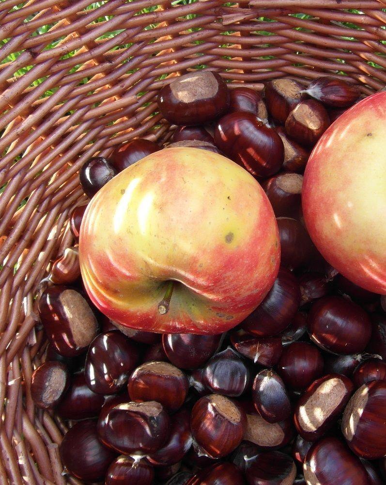 Fête de la pomme et des saveurs d'automne à l'Arche de la Nature Fête de la pomme et des saveurs d'automne à l'Arche de la Nature