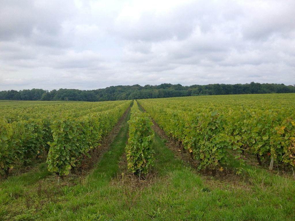 Vignobles de la Loire depuis Le Mans : Jasnières, Vouvray, Saumur, dégustations et où dormir Vignobles de la Loire depuis Le Mans : Jasnières, Vouvray, Saumur, dégustations et où dormir