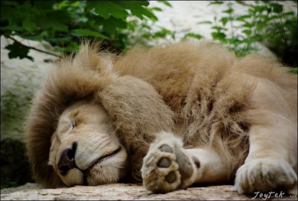 ZooParc de Beauval depuis Le Mans : trajet, billets, visite en un ou deux jours et où dormir ZooParc de Beauval depuis Le Mans : trajet, billets, visite en un ou deux jours et où dormir