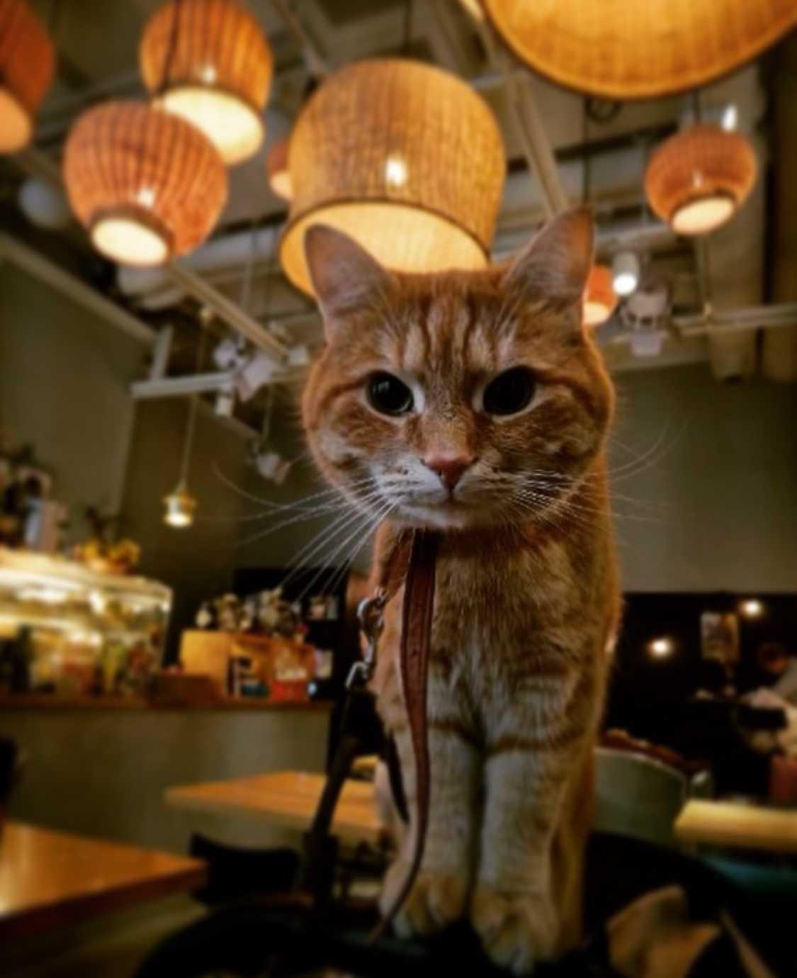 Ihana Kahvila Baari Ihana Kahvila Baari