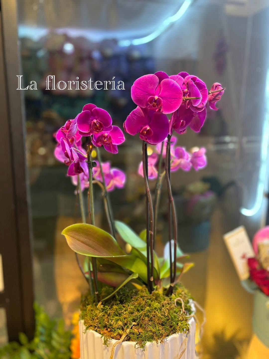 La Floristería La Floristería