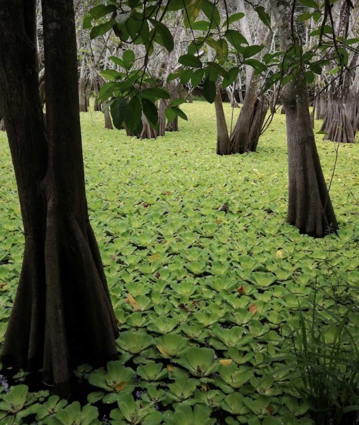 Cenote Popol Vuh