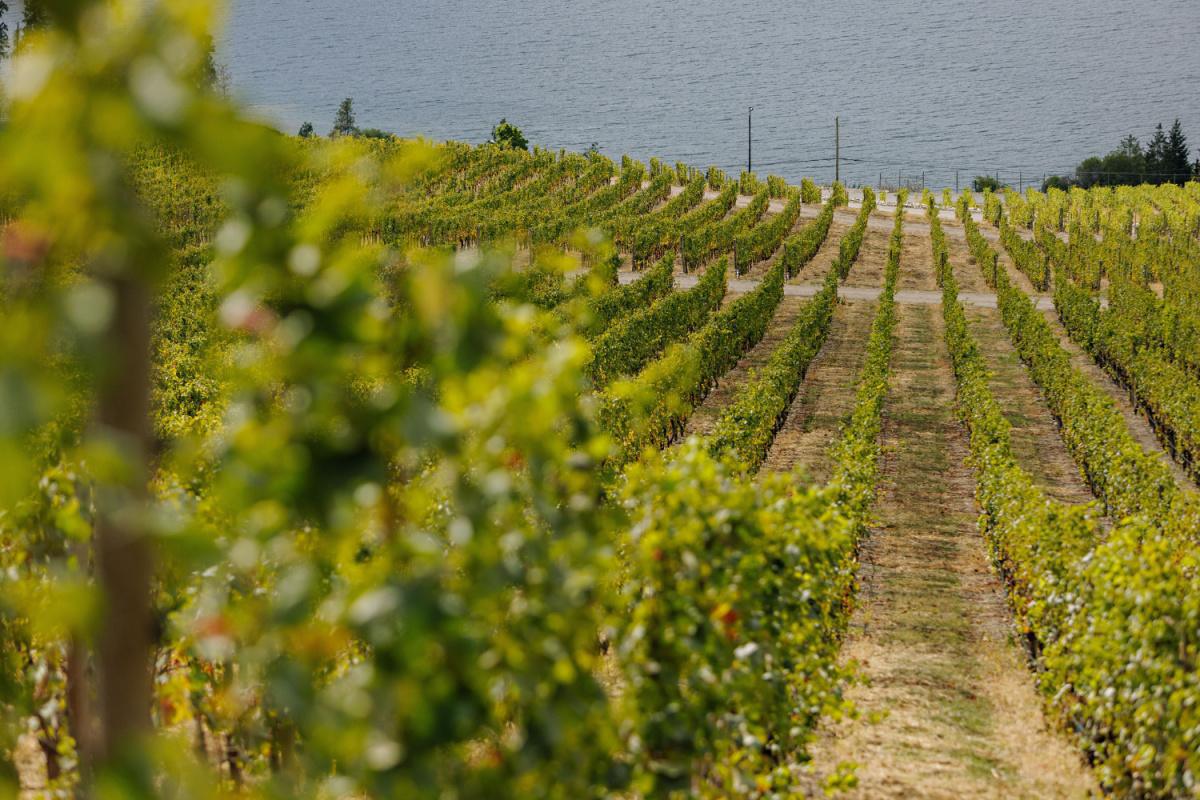 Discovering
O’Rourke
Family Estate Discovering
O’Rourke
Family Estate