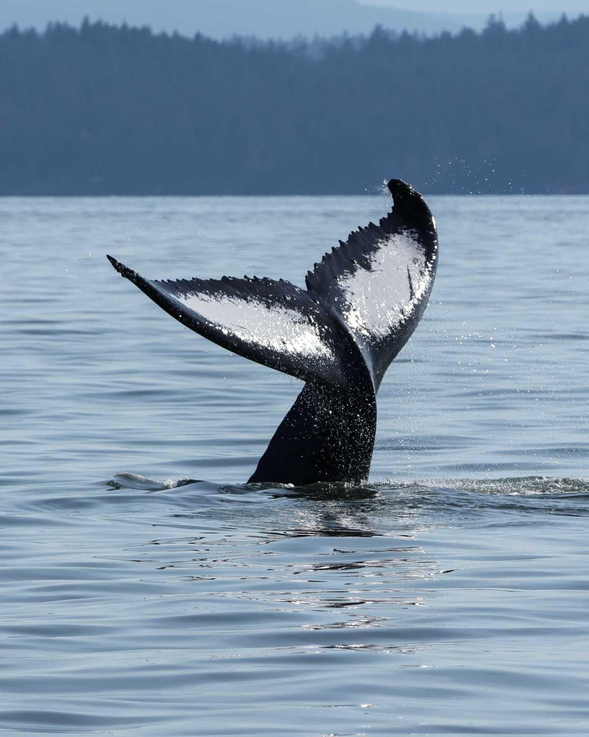 A Whale of a Time on the Salish Sea
