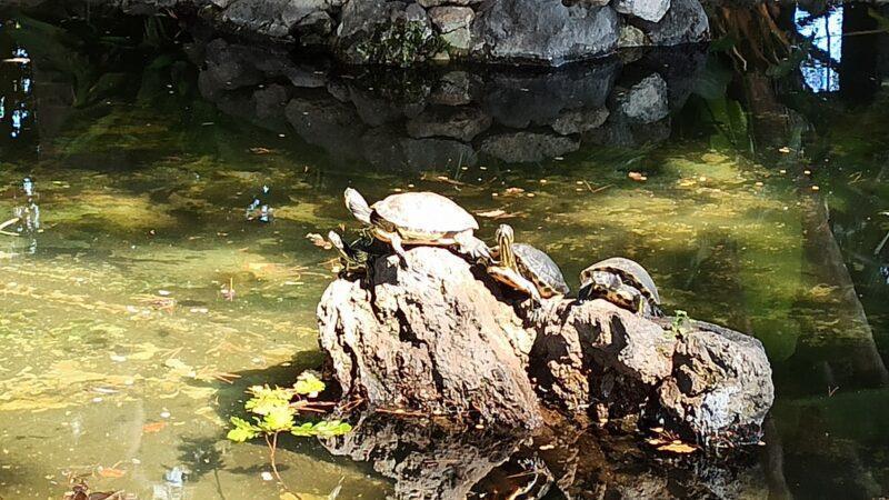 Villa Comunale - Municipal Garden