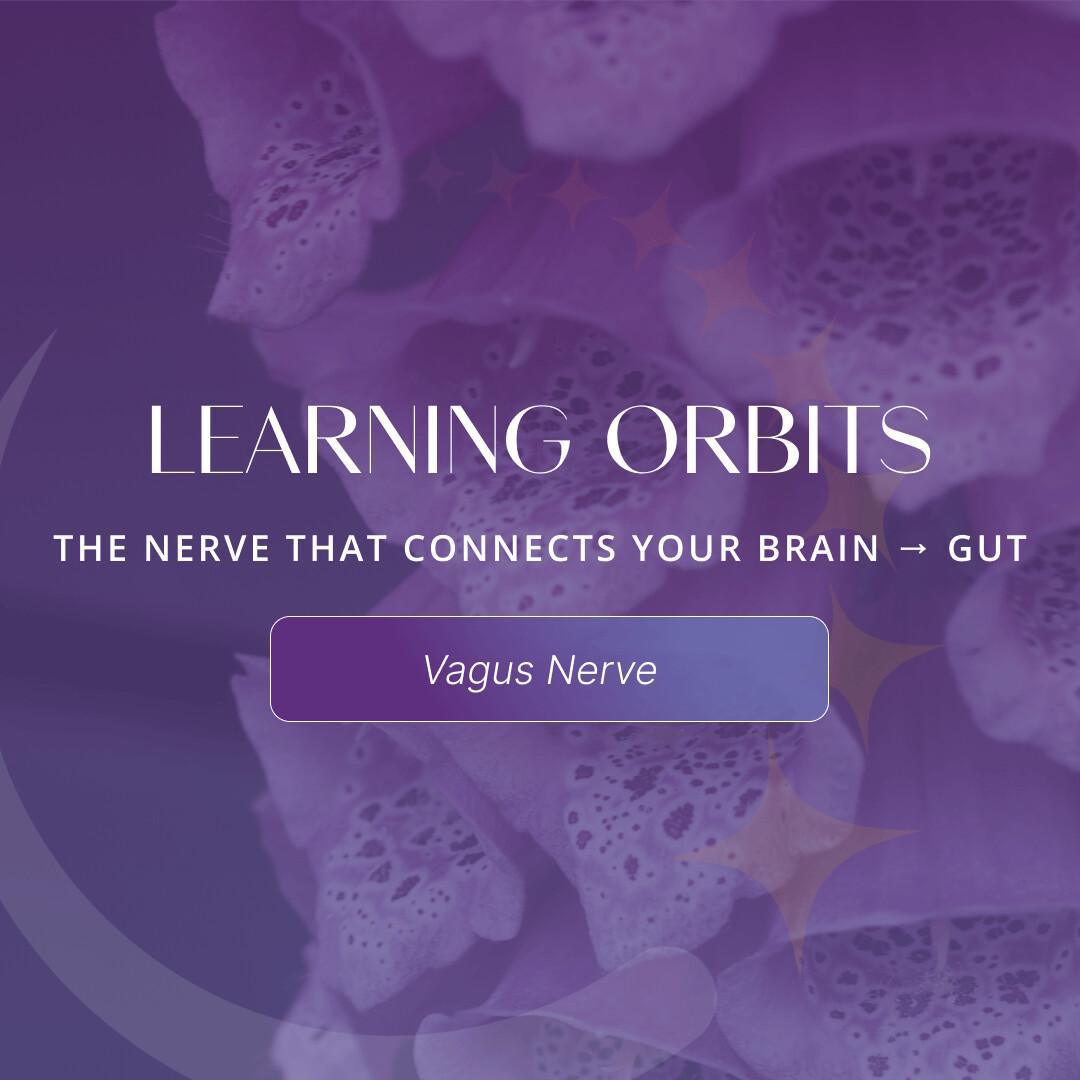 Learn: What Is the Vagus Nerve?