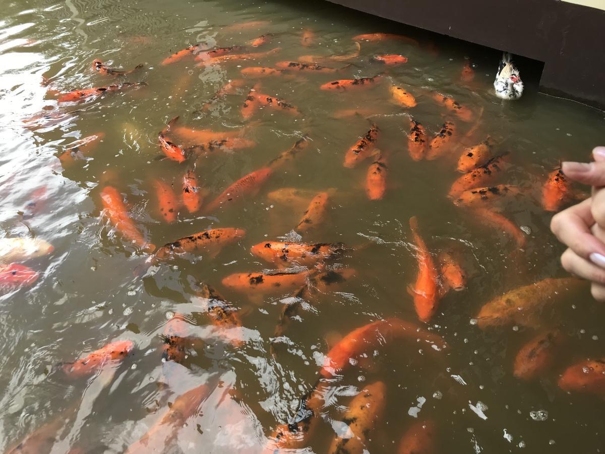 Restaurante e Parque Lindendorf - Minicidade