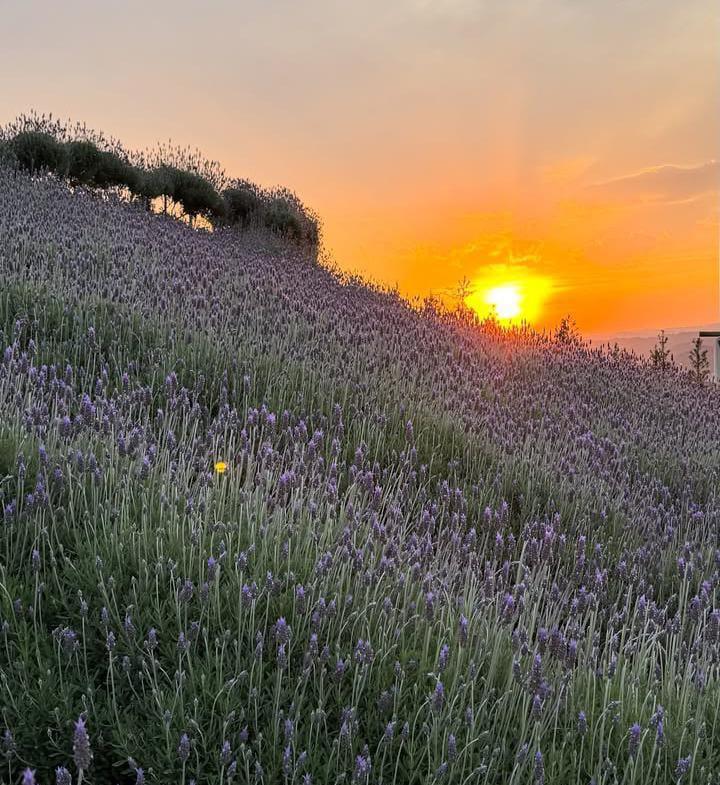 Lavandário Refugio do Sol Lavandário Refugio do Sol