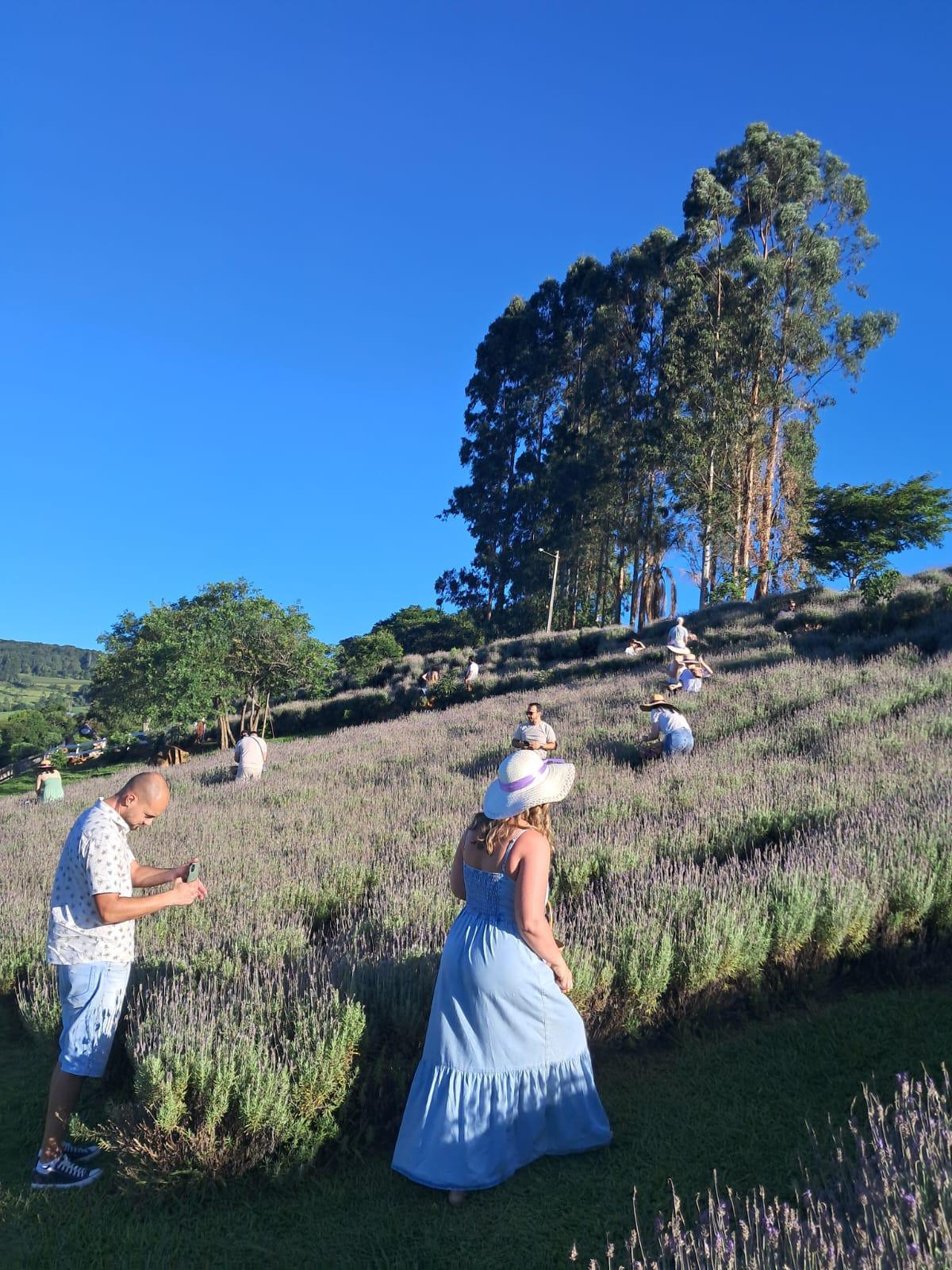 Lavandário Refugio do Sol Lavandário Refugio do Sol