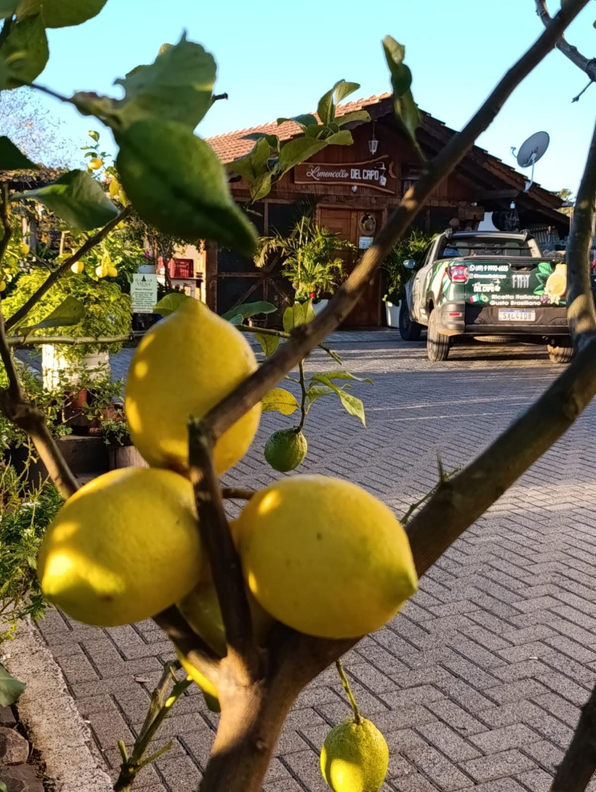 Limoncello Del Capo Ferronato Limoncello Del Capo Ferronato