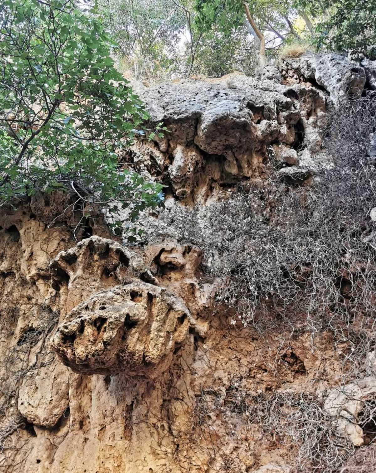 La Floresta La Floresta