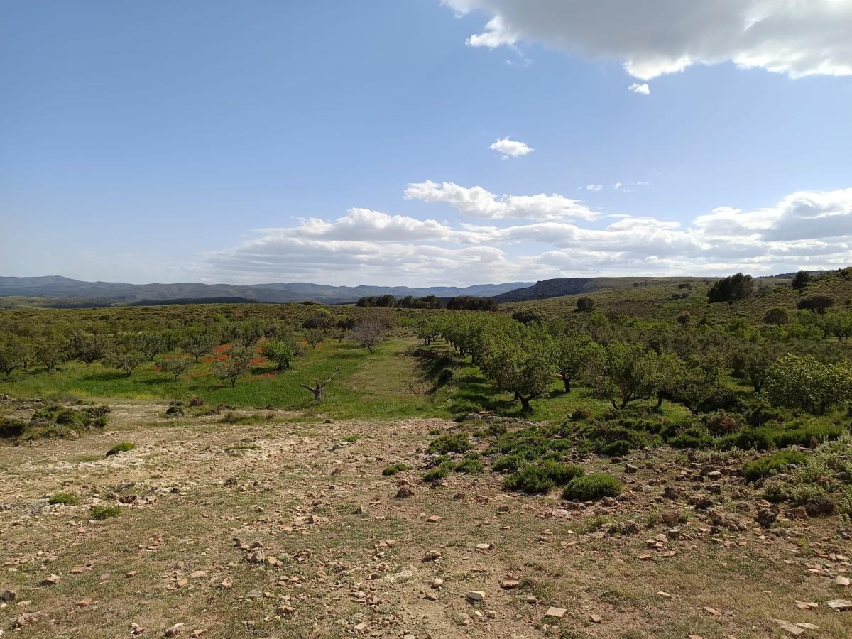 Masadas Blancas Masadas Blancas