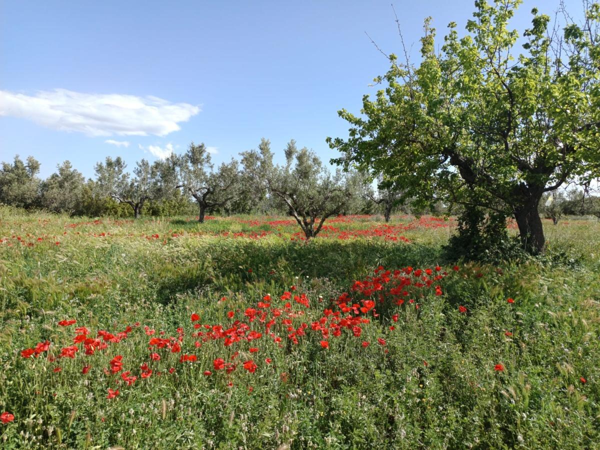 Casas de Parrela (Houses of Parrela) Casas de Parrela (Houses of Parrela)