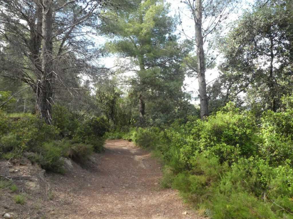 ROUTE 18: VIVER MILLS TRAIL, 13K, with variant.