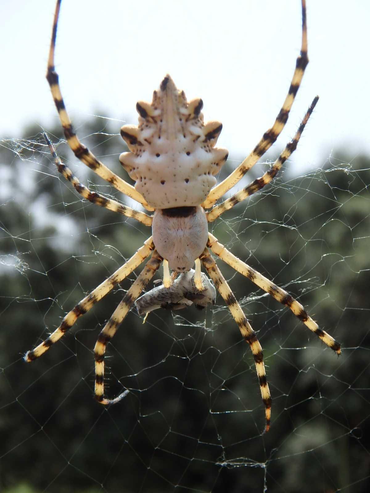 Plants and animals of Viver and surroundings (I and II) and Basic geology of Viver Plants and animals of Viver and surroundings (I and II) and Basic geology of Viver