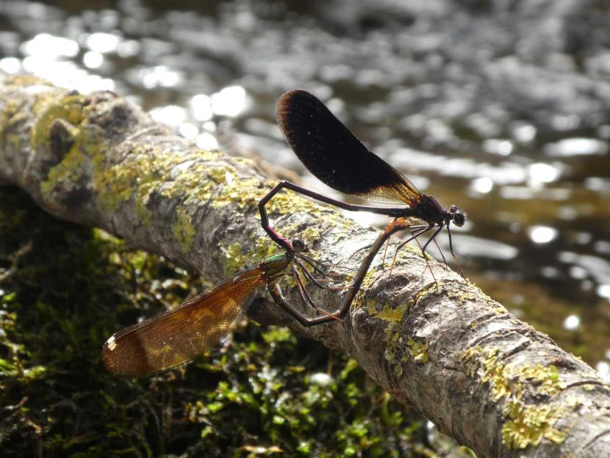 Plants and animals of Viver and surroundings (I and II) and Basic geology of Viver Plants and animals of Viver and surroundings (I and II) and Basic geology of Viver