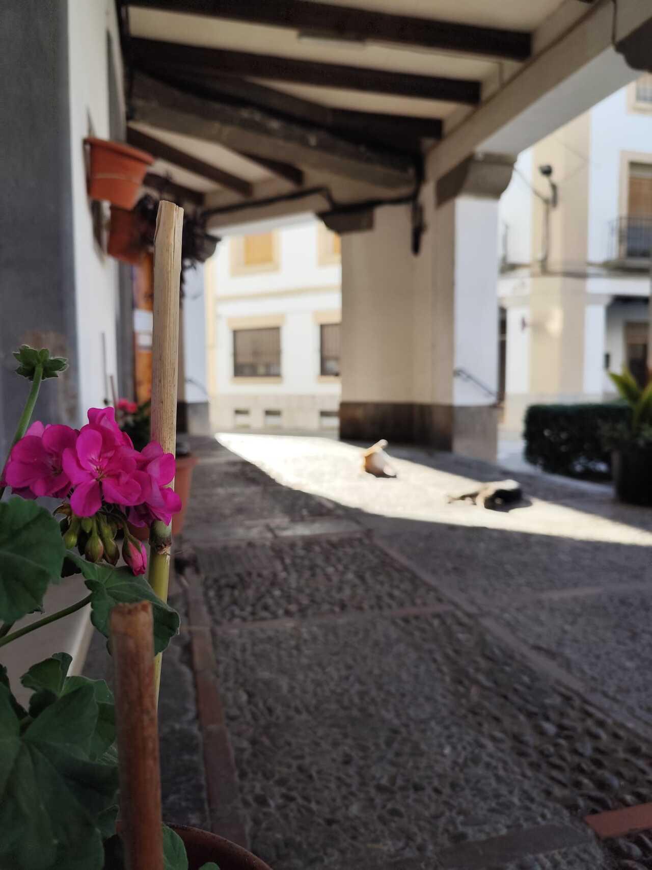 Vanesa_ Spring in the arcades of Plaza Mayor