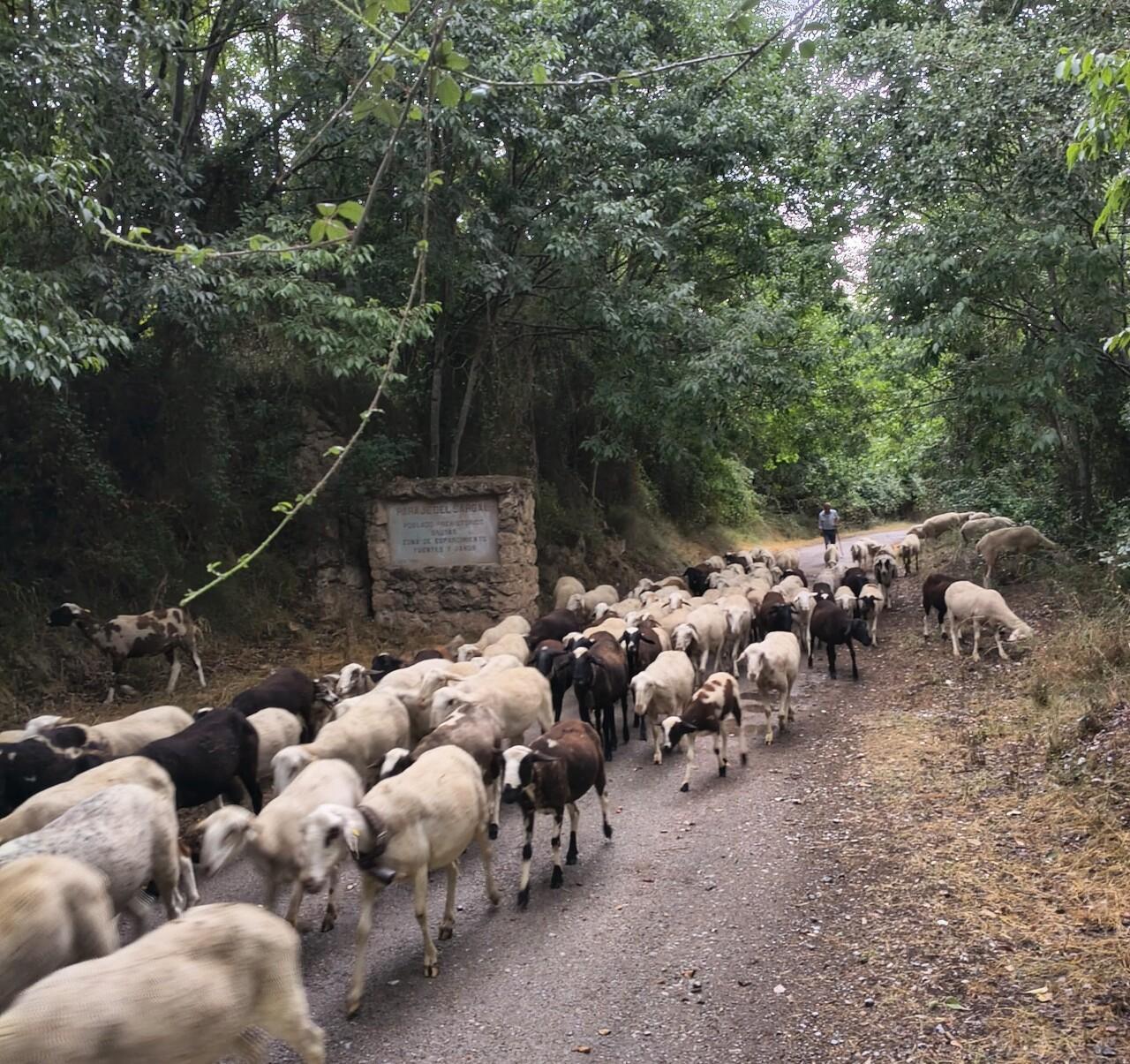 Gloria Rabanaque_Sheep Grazing near El Sargal