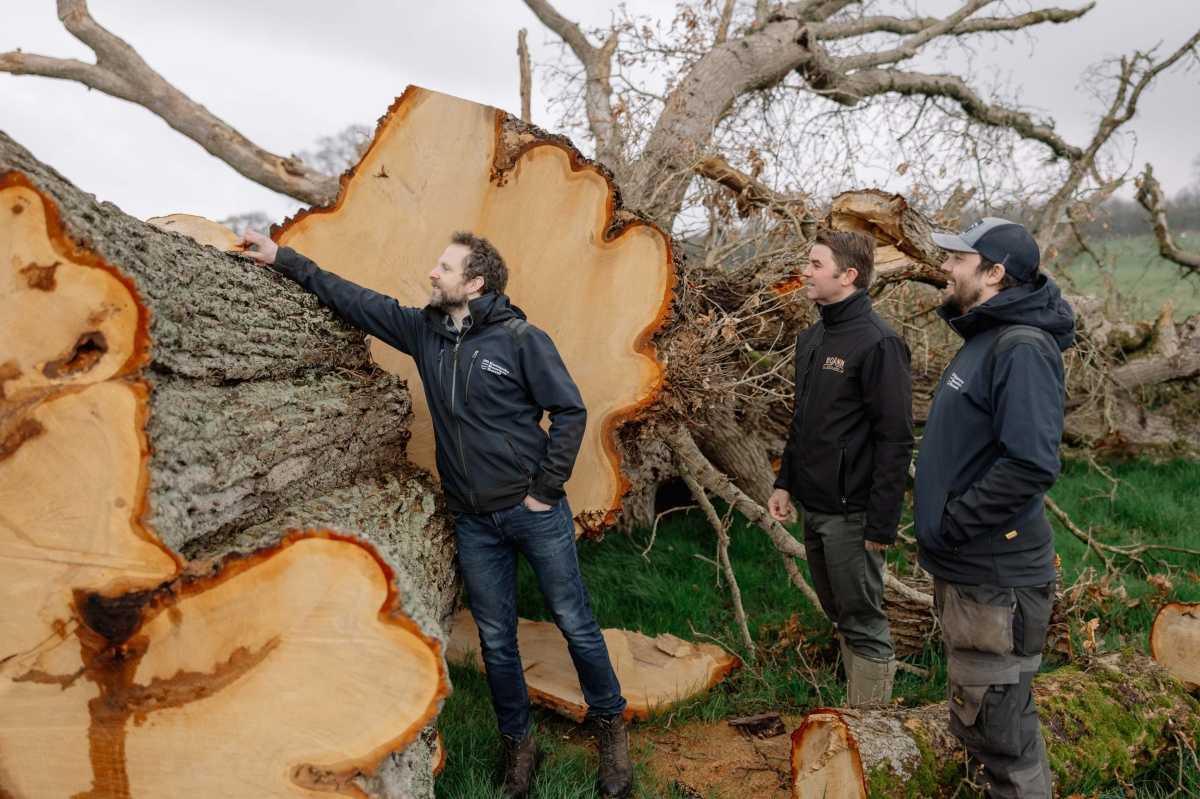 Ancient Irish oak tree brought down by storm recycled into whiskey casks