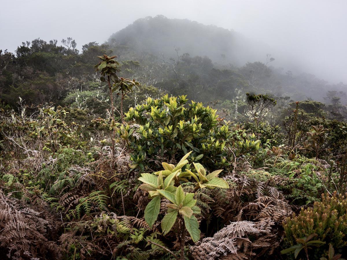 Blue & John Crow Mountains, Kingston Blue & John Crow Mountains, Kingston
