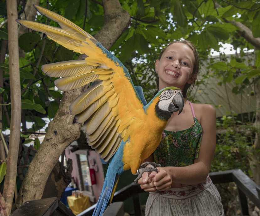 Dolphin Cove, Ocho Rios & Montego Bay