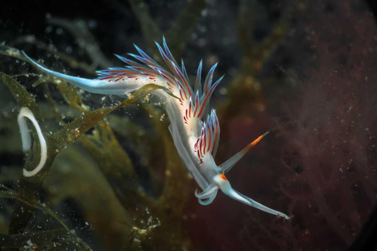 Ambiente Marino Ambiente Marino