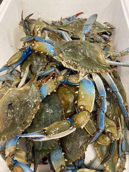 Michel Kayser, le Chef qui transforme l’invasion du crabe bleu en leçon de gastronomie responsable Michel Kayser, le Chef qui transforme l’invasion du crabe bleu en leçon de gastronomie responsable