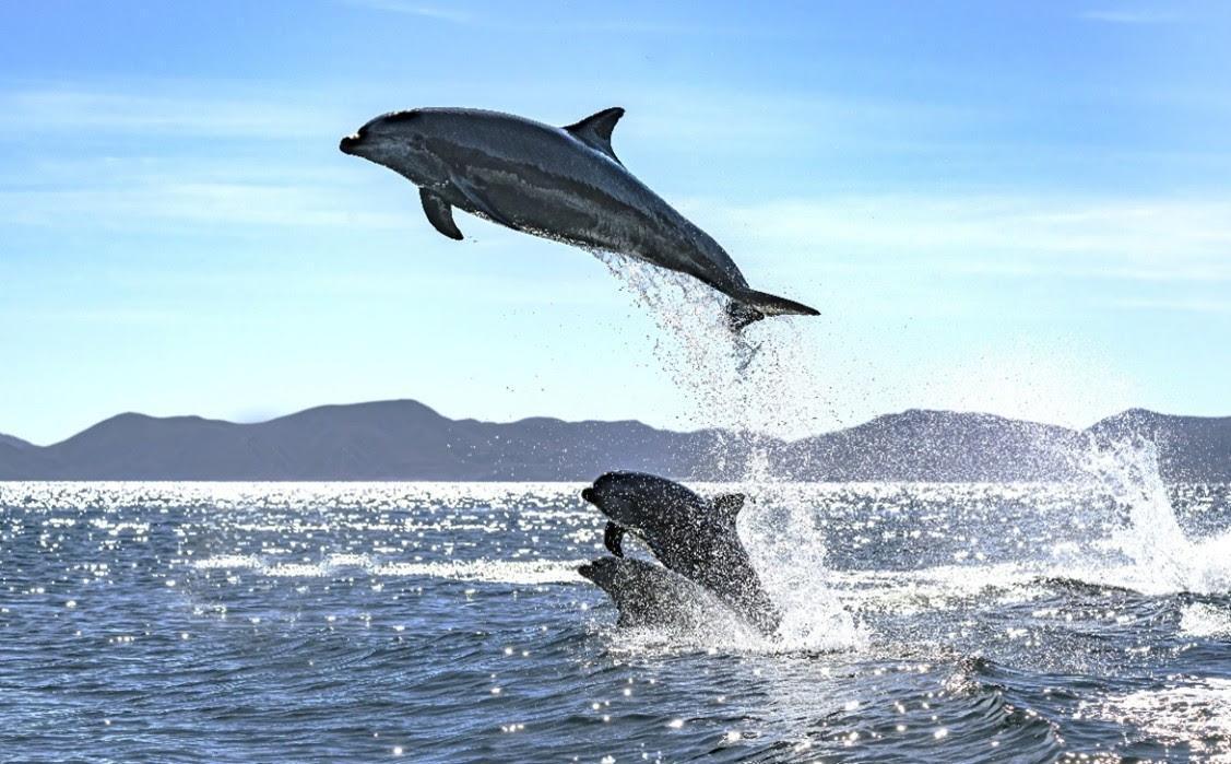 Un trésor de la Basse Californie sud : Le Parc national de Bahia de Loreto et les îles Coronados Un trésor de la Basse Californie sud : Le Parc national de Bahia de Loreto et les îles Coronados