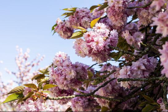 HANAMI Domaine de Sceaux HANAMI Domaine de Sceaux