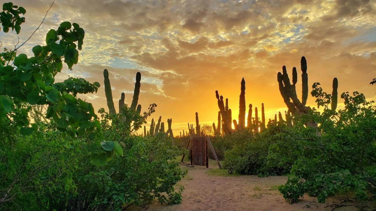 Baja California : road trip nature au cœur d'un Mexique sauvage et préservé