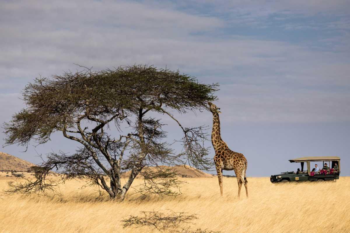 Quand le safari de luxe devient un levier de régénération écologique en Afrique