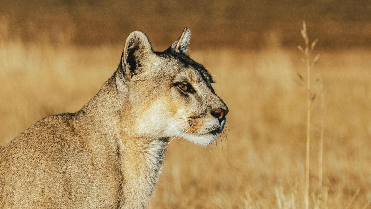 Dior Sauvage et le WWF au chevet du puma chilien : que vaut la promesse ? Dior Sauvage et le WWF au chevet du puma chilien : que vaut la promesse ?