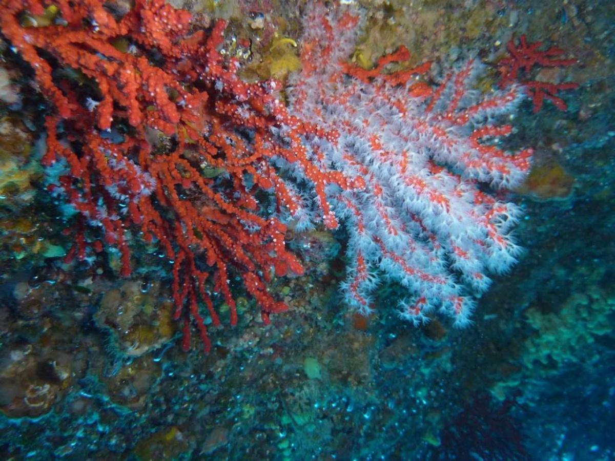 Chanel fait naître du corail rouge à 40 mètres sous Monaco Chanel fait naître du corail rouge à 40 mètres sous Monaco