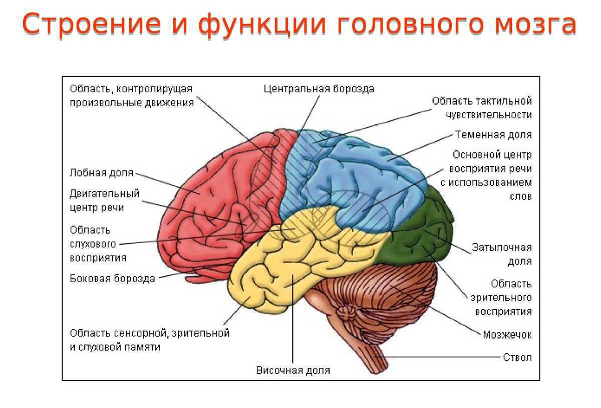 3. ГЛАВА 1. НЕРВНАЯ СИСТЕМА