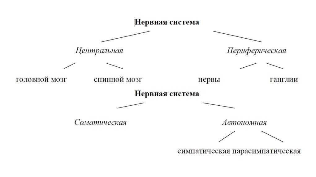 3. ГЛАВА 1. НЕРВНАЯ СИСТЕМА